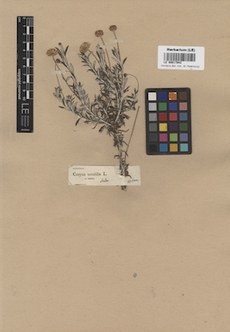 LE 00017942