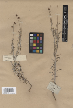 LE 00017943