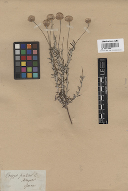 LE 00017944