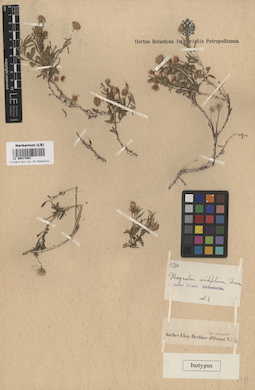 LE 00017954