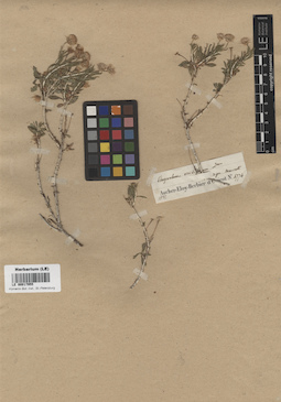 LE 00017955