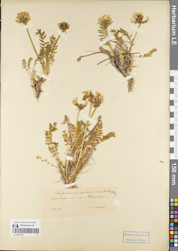 LE 01067184