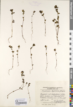 LE 01086528