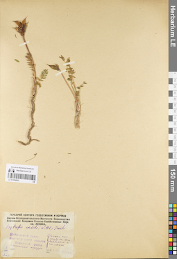 LE 01094682