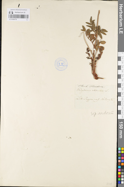 LE 01094779