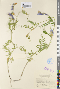 LE 01094885