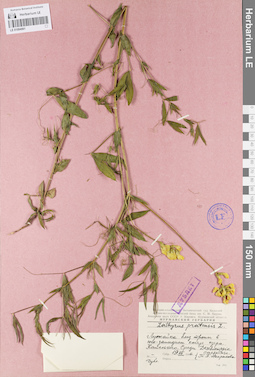 LE 01094991