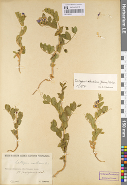 LE 01095031
