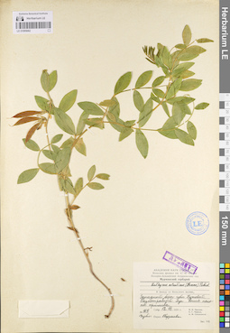 LE 01095062