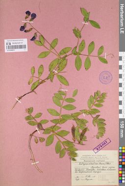 LE 01095072