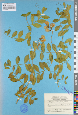 LE 01095080
