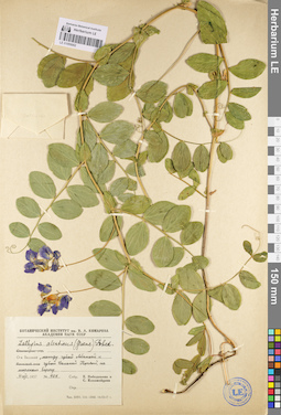 LE 01095082