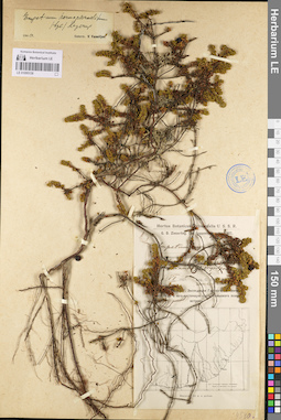LE 01095138
