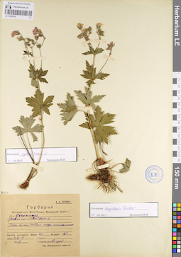 LE 01095218