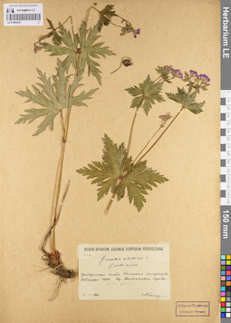 LE 01095239