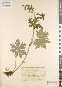 LE 01095248