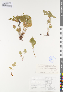 LE 01095480