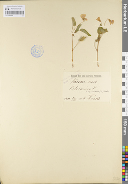 LE 01095586