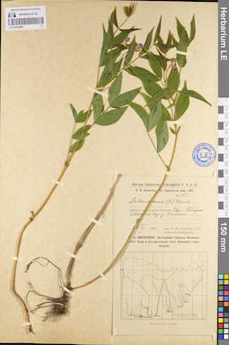 LE 01095899