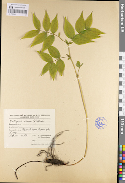 LE 01095901