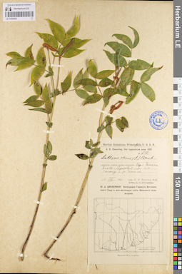 LE 01095903