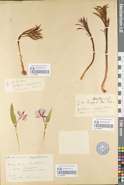 LE 01095964