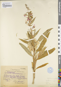 LE 01096004