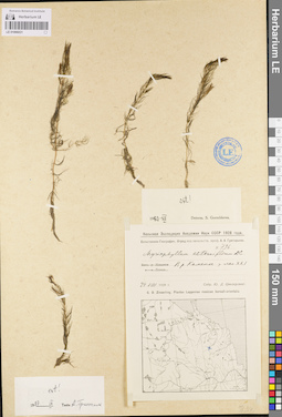 LE 01096031