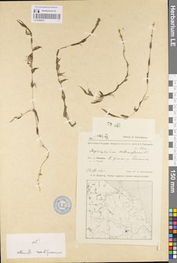 LE 01096032