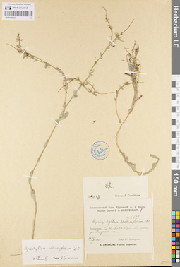 LE 01096037