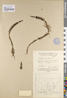 LE 01096081