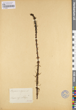 LE 01096084