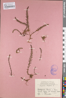 LE 01096113