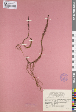 LE 01096116