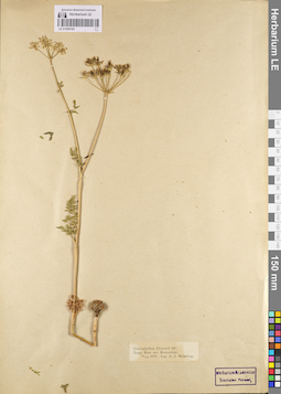LE 01096163