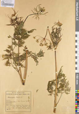 LE 01096164