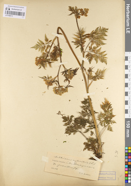 LE 01096173