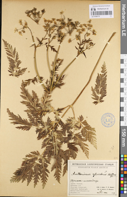 LE 01096175