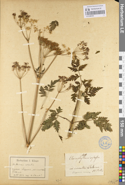 LE 01096185