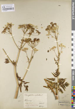 LE 01096186