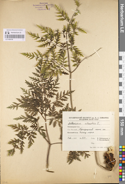 LE 01096198