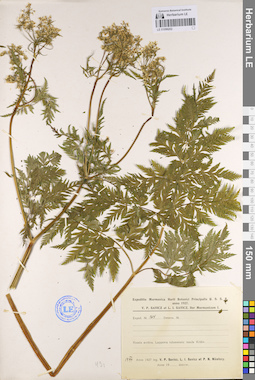 LE 01096202