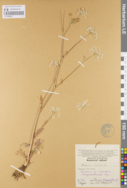 LE 01096240