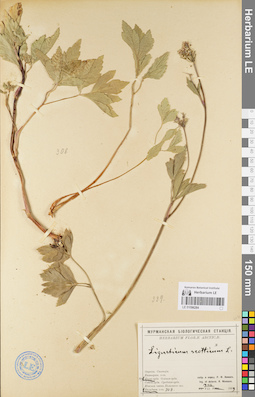 LE 01096284