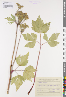 LE 01096289