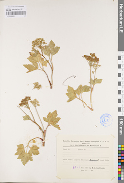 LE 01096294