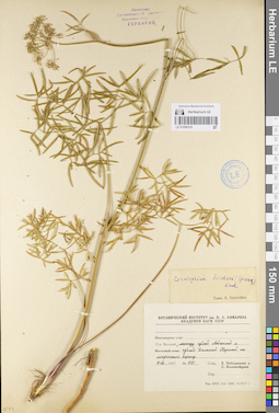 LE 01096335
