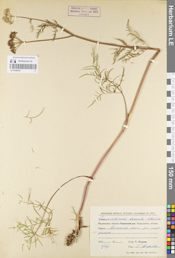 LE 01096341
