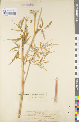 LE 01096342