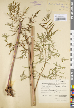 LE 01096347
